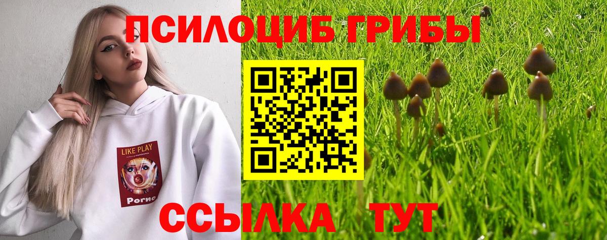Псилоцибиновые грибы Psilocybe Омск